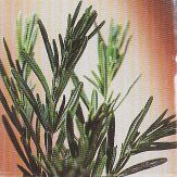 JT Kräuter Rosmarin.jpg